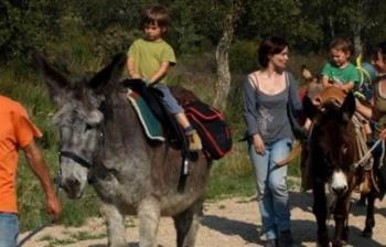 A Donkey Trip